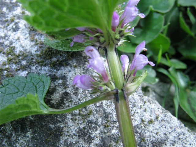 Lamium maculatum (e L. purpureum)